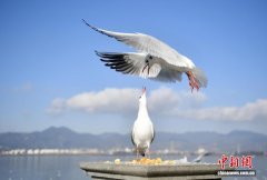 云南空气质量领跑全国 4年